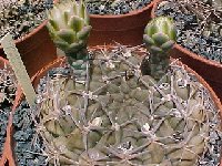 Gymnocalycium marsoneri  JLcoll.1933.jpg